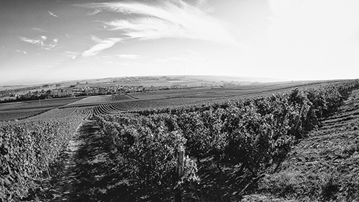 Weingut_Frey_vineyards_Rheinhessen